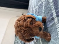 Toy Poodle Yavru Köpek