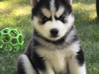 Mavi Gözlü Husky Şekerlemeler