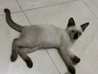 2.5 Aylık Erkek Siyam Kedisi