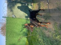 Eğitimli oğlum mars doberman 9.5 aylık