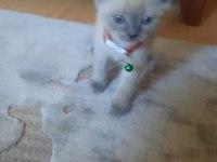 Scottish Fold 55 günlük mama ve tuvalet eğitimi var