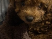 GÖLGEMİZ ÇOK TATLI POODLE