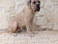 1.5 yaşında erkek cane corso