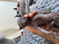 3 baby sphynx
