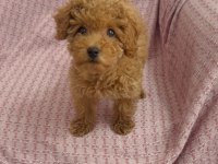 Mini minnoş toy poodle