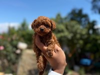 TEACUP KOREA POODLE AŞILI EĞİTİMLİ 