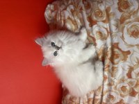 Dişi British Longhair Şecereli Yavrular