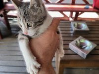 Veteriner kliniği ücretsiz kedi sahiplendirme