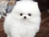 POMERANİAN BOO ERKEK DİŞİ YAVRULARIMIZ