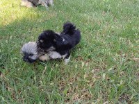 Anne morkie baba maltese