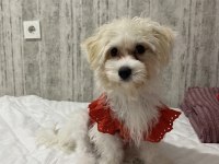 Dişi Maltipoo Yavru