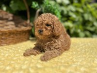 Harika Güzellikte Toy Poodle Yavrular