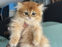Kart postal gibi golden longhair British
