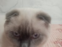 Scottish fold blue point