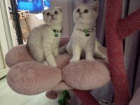 Scottish Fold Lilac Silver Tabby. Safkan bebek Catteryden