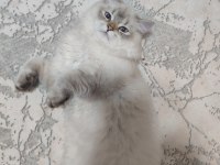 İran Kedisi