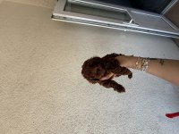En Koyusunu İsteyene Dark Redbrown Erkek Kore Toy Poodle