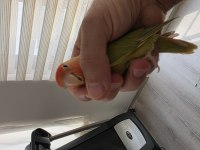 Kendi üretimim nitelikli sevda papağanı