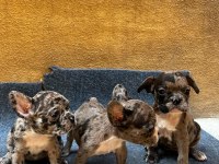 French bulldog yavrularımız ırk garantilidir