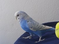 Sevimli 2 kuşcuk muhabbet