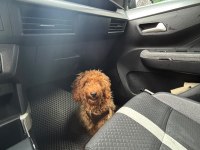 Minik Poodle Dostum