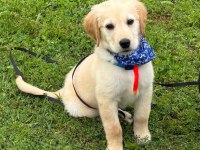 Golden Retriever Erkek Yavru Eğitimli
