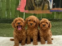 TOY POODLE YAVRULAR
