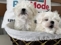 Tea cup kore kan maltese ziyarete açık