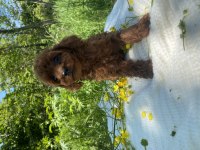 Bebek gibi toy poodle