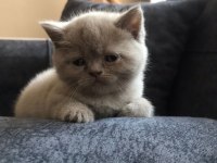 British shorthair yavrum