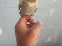 Alışık sultan papağanı