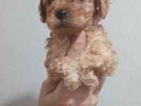 Maltipoo yavrular