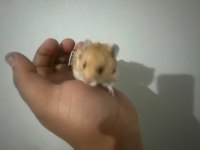 Ev üretimi teddy bear hamster