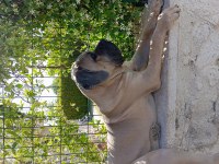 DEV FORMENTİNO CANE CORSO