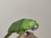 ÜST DÜZEY KONUŞAN SARI ENSE AMAZON