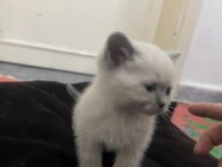 Sevimli british shorthair oğlumuz yeni yuvasını arıyor