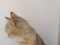 Turuncu british longhair ücretsiz