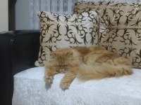 2 YAŞINDA OĞLUMA GELİN ARIYORUM PERSİAN