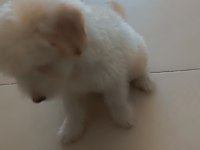Köpeğim 3,5 aylık malzemeleri ile birlikte VERECEĞİM