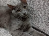 British longhair 3 aylık Kedimizi ÜCRETSİZ