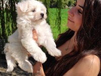 Sevimli Maltese Terrier Bebekler