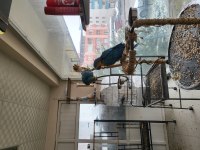 6 ile 8 aylık macaw