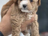 Show kalite kore tea cup maltipoo yavrularımız
