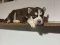 HARİKA HUSKY KÖPEKLER