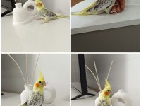 42 GÜNLÜK EV ÜRETİMİ ELE ALIŞKIN