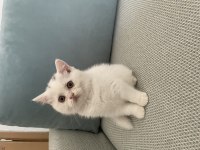 Scottish Fold ve British Shorthair Yavruları