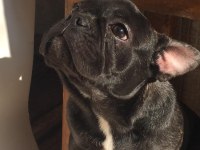 French bulldog kızımızı sahiplendirmek