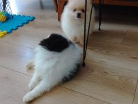 POMERANİAN BOO TEACUP YAVRULAR