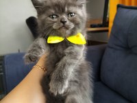 British shorthair dişi yavrular teslime hazır