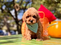 Mini Maltipoo Sevimli Bebekler 